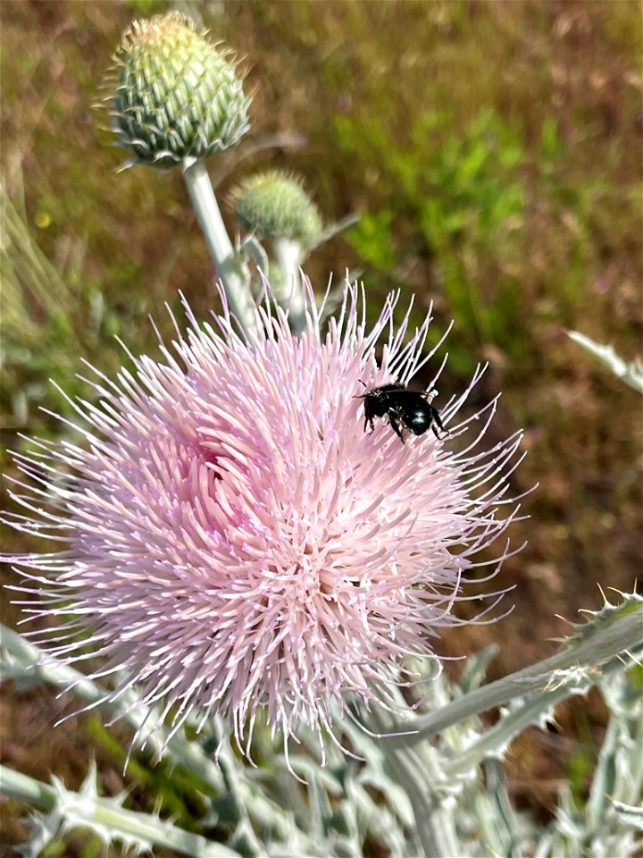 2022 Pollinator Week photo