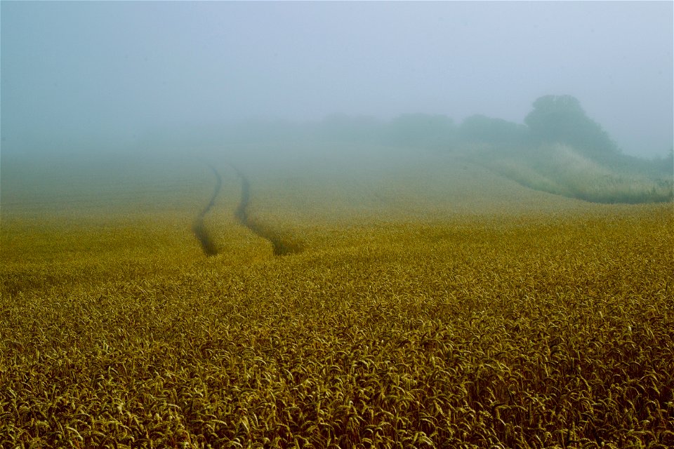 Wheat Field photo