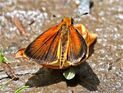 SKIPPERLING, LEAST (Ancyloxypha numitor) (05-08-2023) charles d owen park, bucombe co, n -2 photo