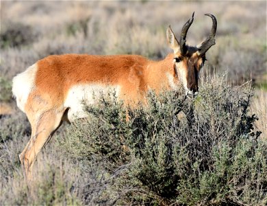 Pronghorn at Seedskadee National Wildlife Refuge