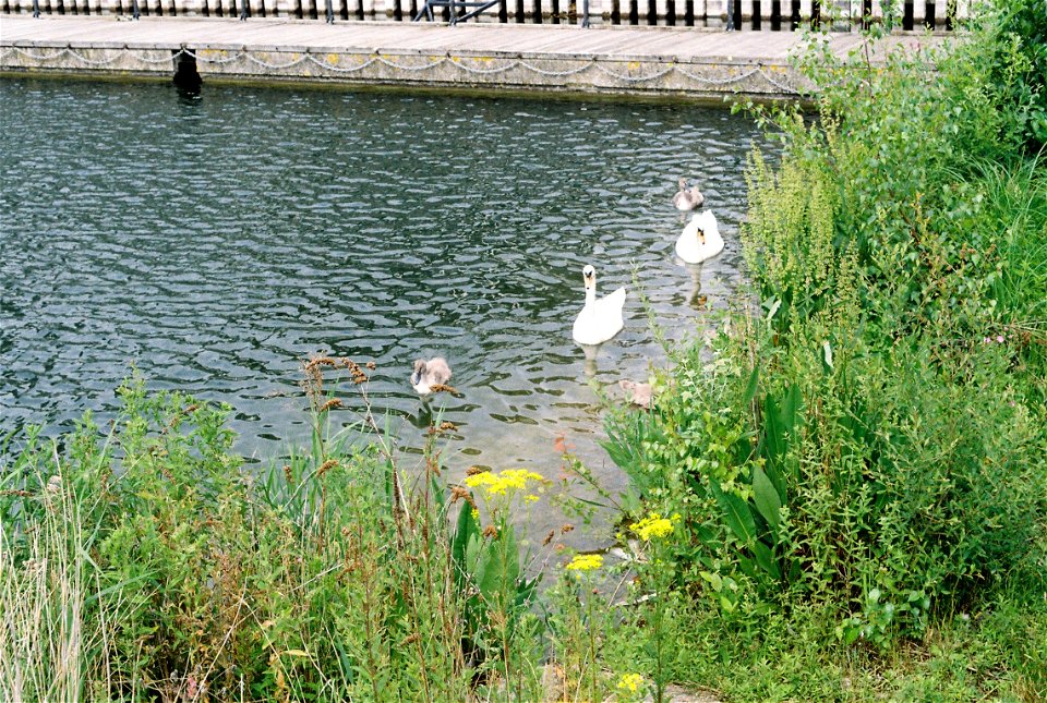 Swans at Canada Water
