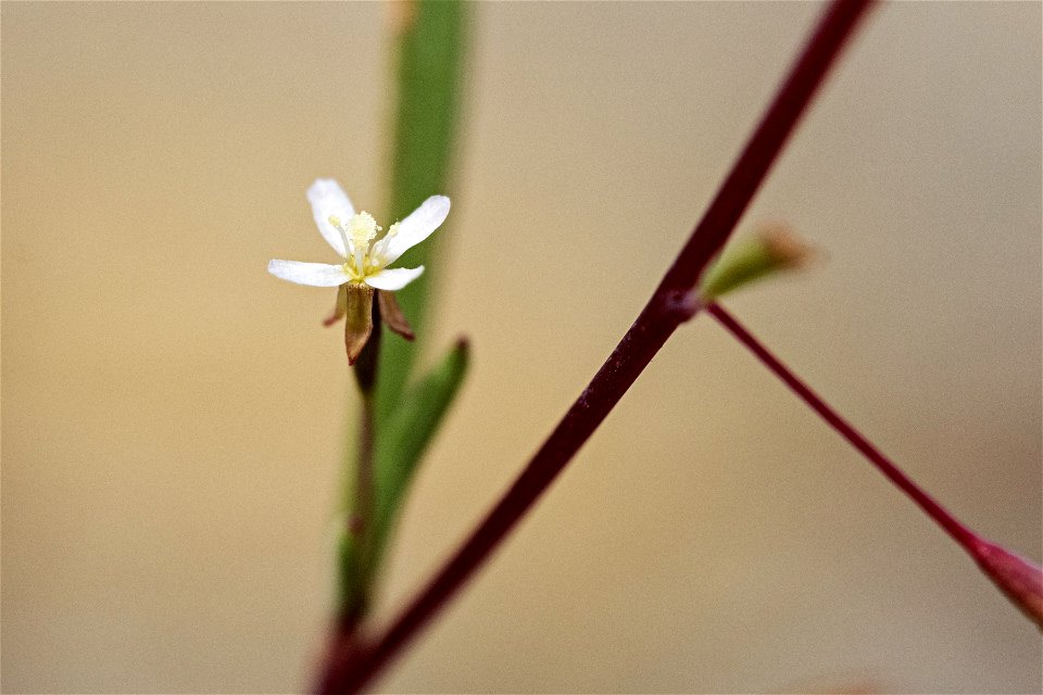 Gayophytum ramosissimum