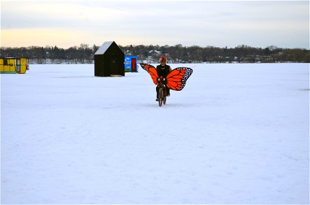 Monarch butterfly biking photo