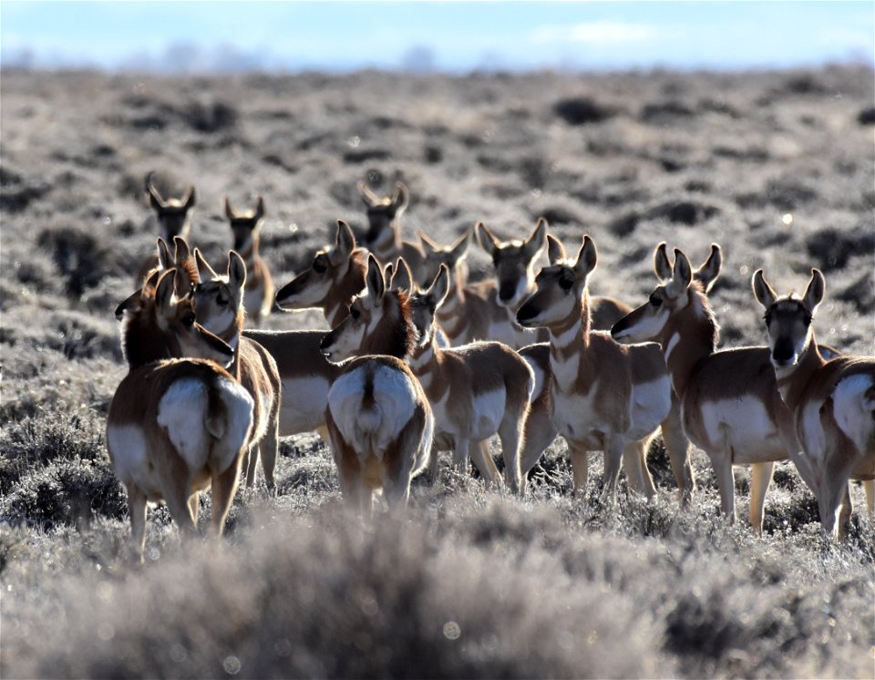 Pronghorn at Seedskadee National Wildlife Refuge
