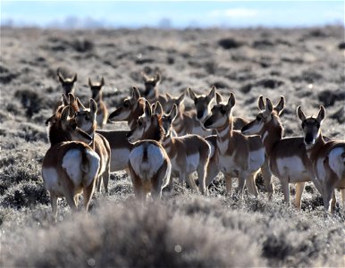 Pronghorn at Seedskadee National Wildlife Refuge
