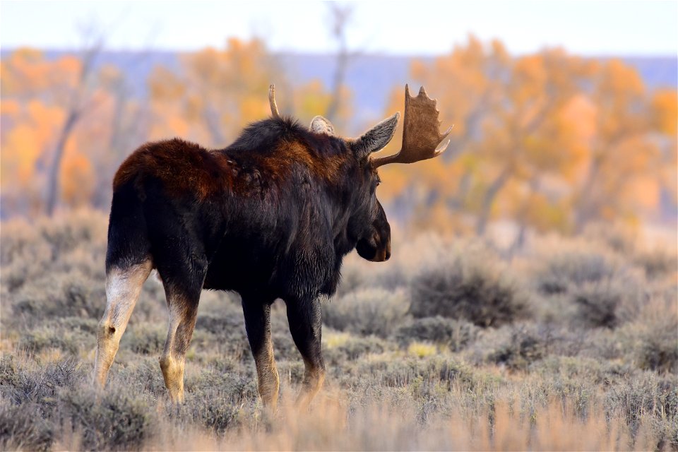 Moose at Seedskadee National Wildlife Refuge
