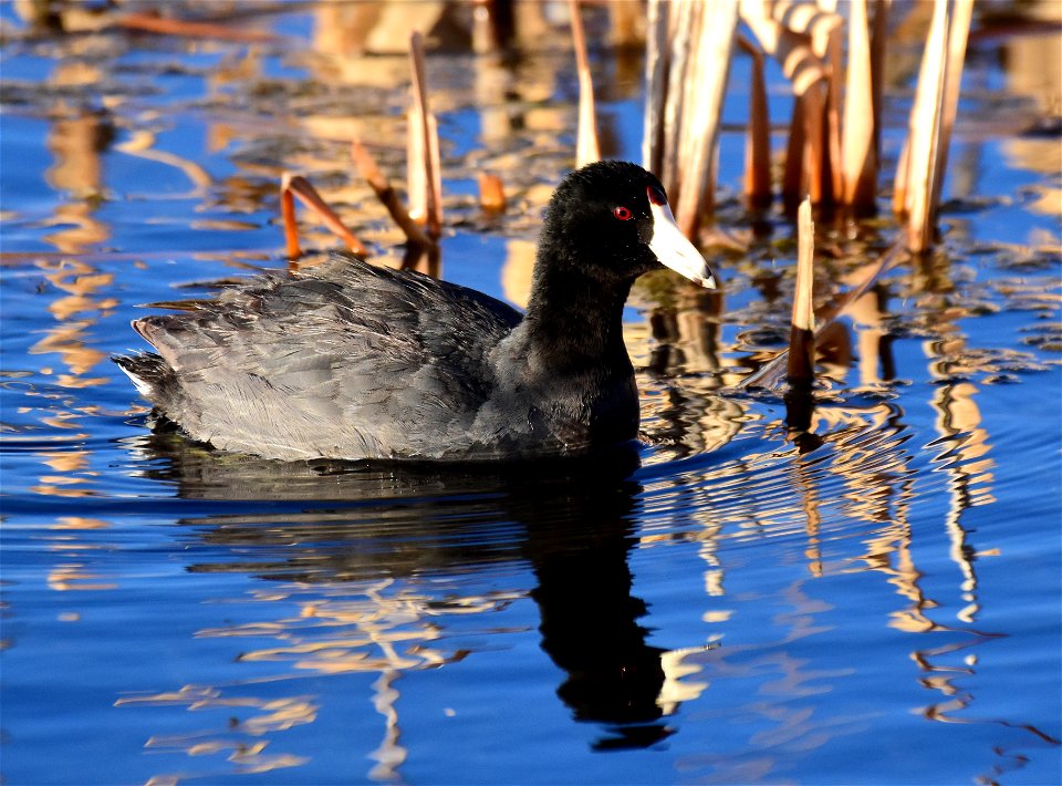 American coot at Seedskadee National Wildlife Refuge