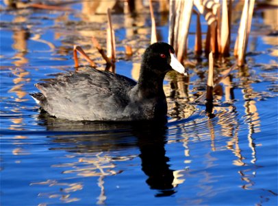 American coot at Seedskadee National Wildlife Refuge photo