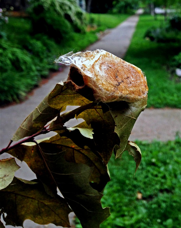 The Polyphemus moth's silk-coated cocoon after it emerged.