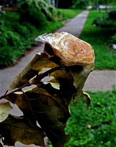 The Polyphemus moth's silk-coated cocoon after it emerged. photo