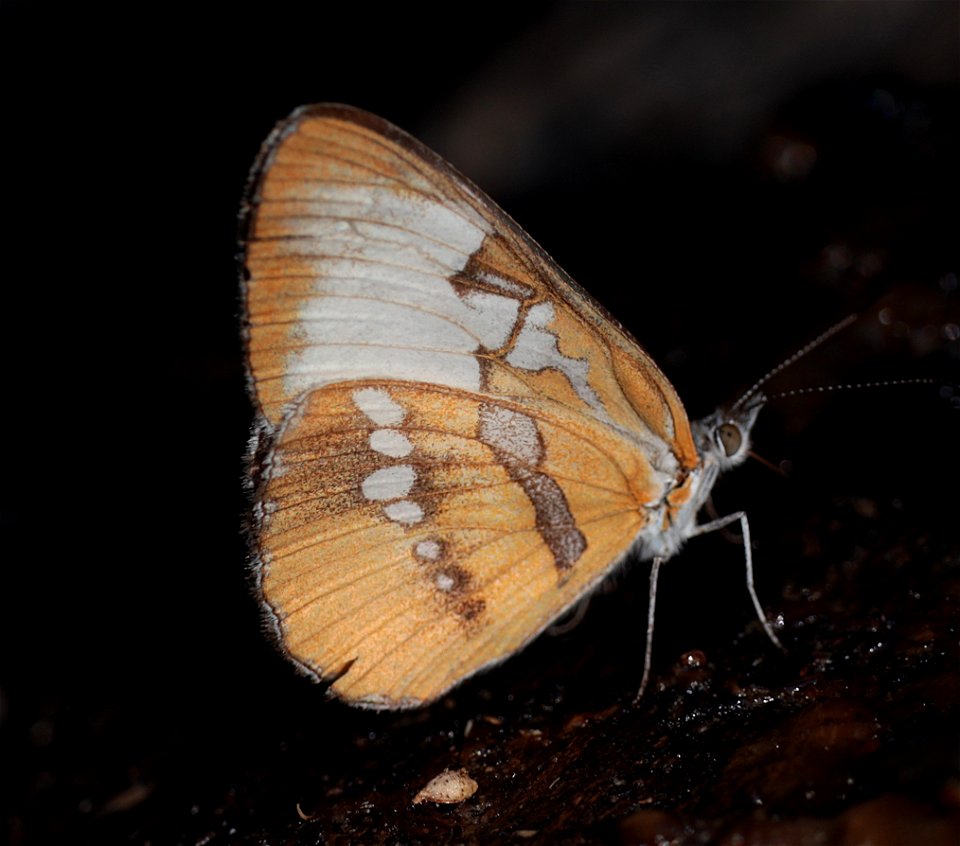 MESTRA, COMMON (Mestra amymone) (12-31-2021) the butterfly center, mission, hidalgo co, tx -01