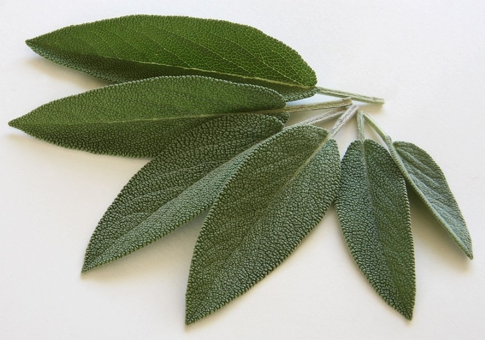 Sage leaves food eat