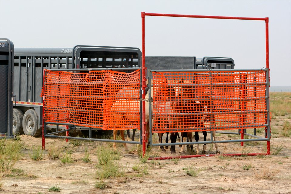 2021 Onaqui Herd Management Area