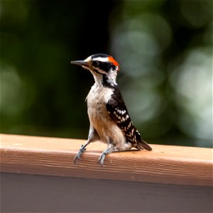 Day 180 - Juvenile Downy Woodpecker photo