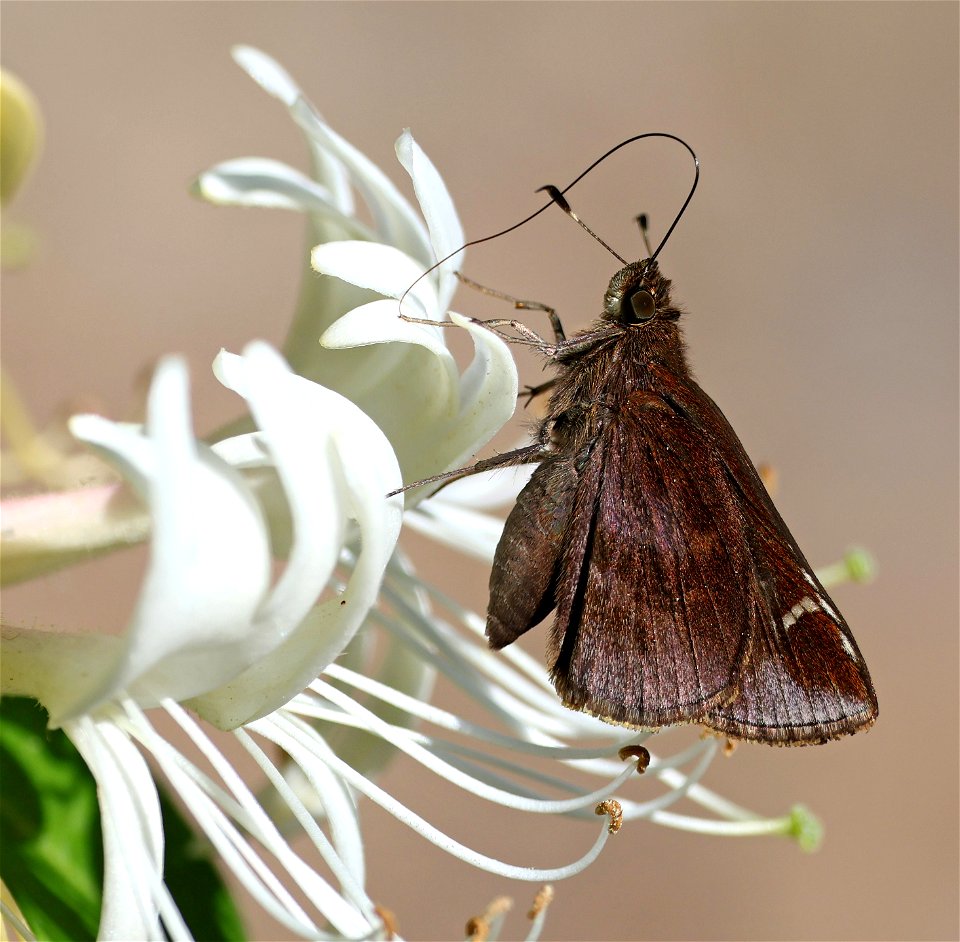 SKIPPER, CLOUDED (Lerema accius) (05-11-2023) uwharrie, montgomery co, nc -01