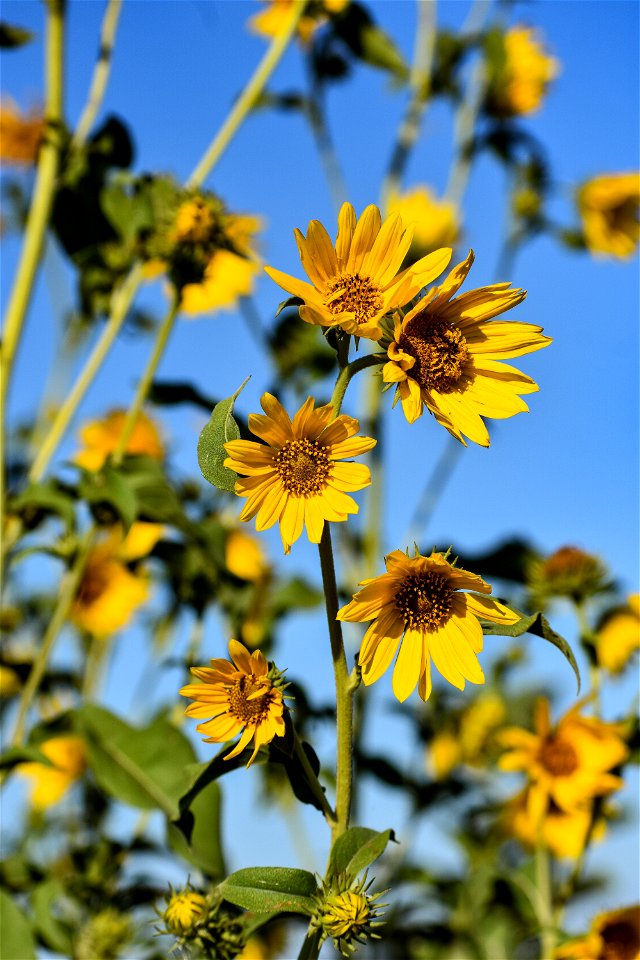 Reaching for the Sky - Lake Andes Wetland Management District South Dakota