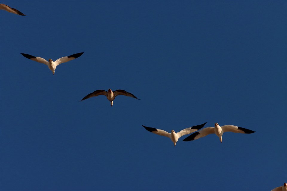 Light Goose Migration Huron Wetland Management District