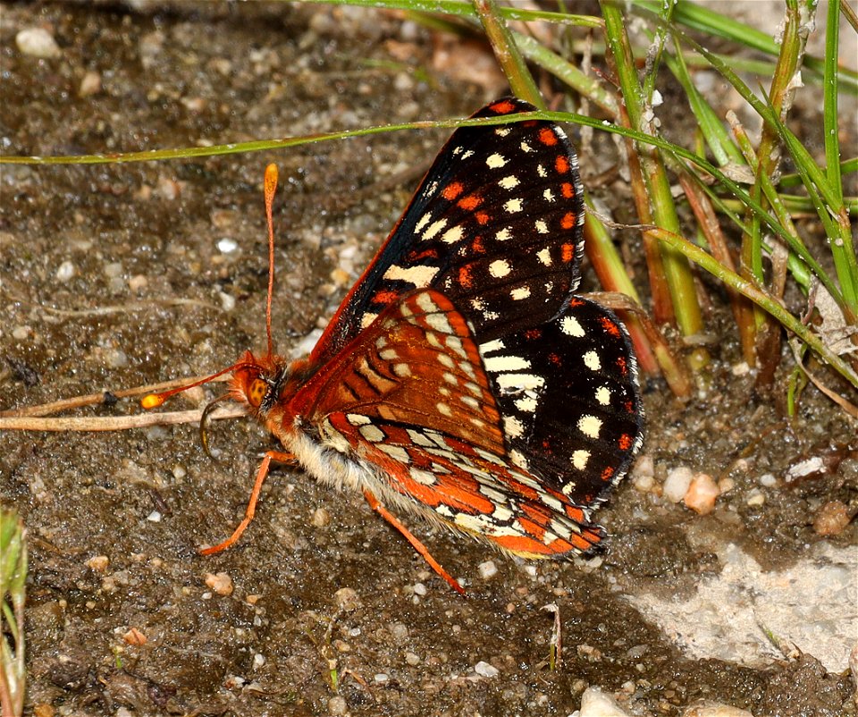 CHECKERSPOT, VARIABLE (Euphyydryas calcedona) (07-07-2022) idaho county, id -03