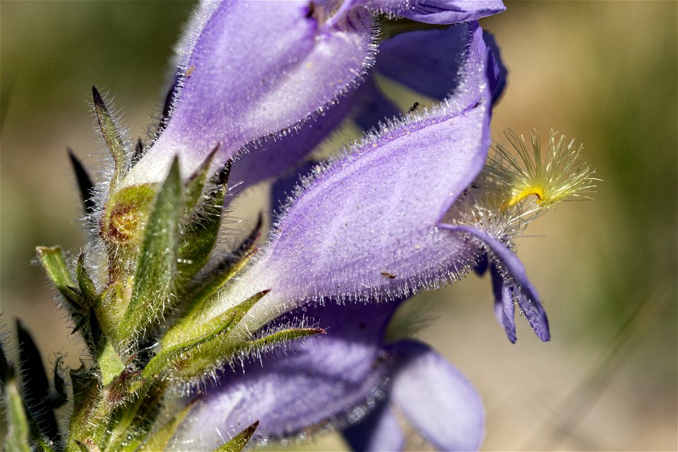 Penstemon eriantherus var. eriantherus
