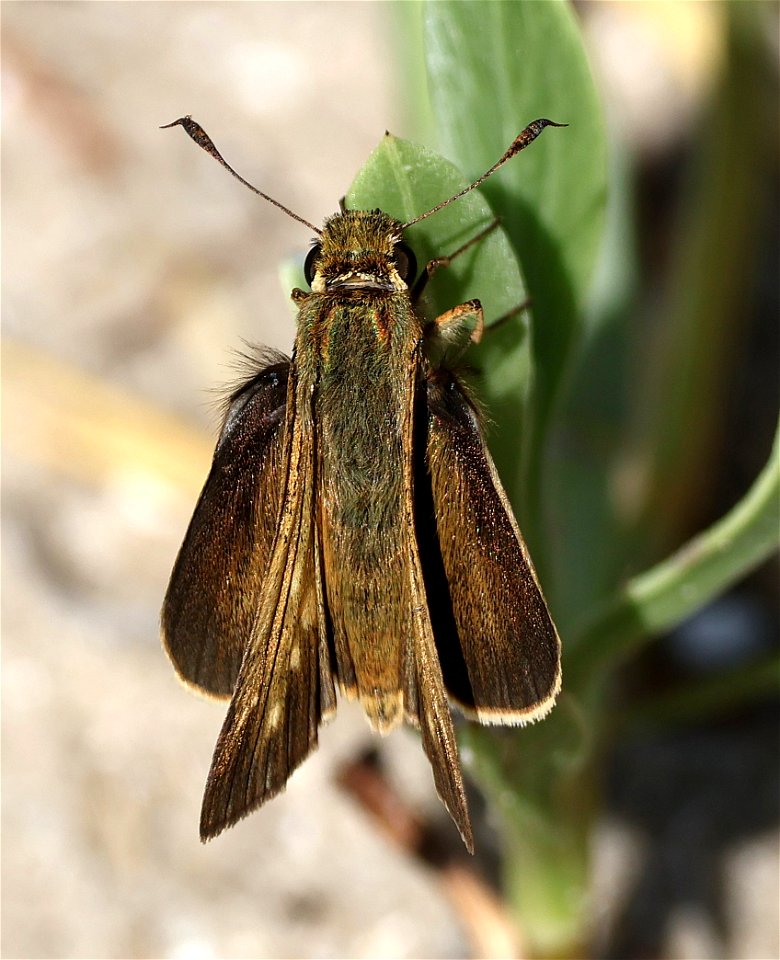 SKIPPER, SALT MARSH (Panoquina panoquin) (05-16-2023) fort fisher state rec area, new hanover co, nc -09