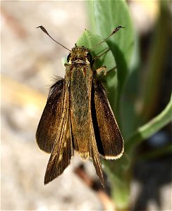 SKIPPER, SALT MARSH (Panoquina panoquin) (05-16-2023) fort fisher state rec area, new hanover co, nc -09