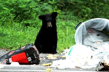Black Bear in Campground photo