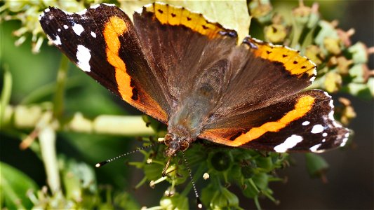 Vanessa atalanta (Admiral) saugt am einer Efeublüte