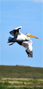 American White Pelican Flying on Coler WPA Lake Andes Wetland Management District South Dakota photo
