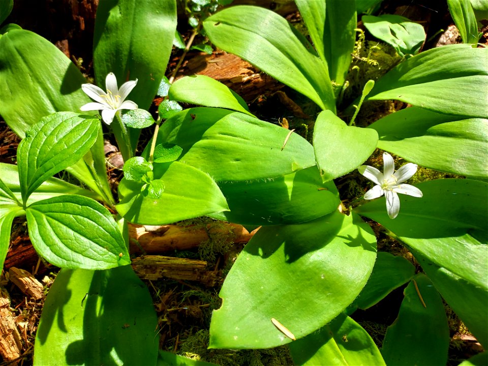 Queen's cup, Mt. Baker-Snoqualmie National Forest. Photo by Anne Vassar June 1, 2021.