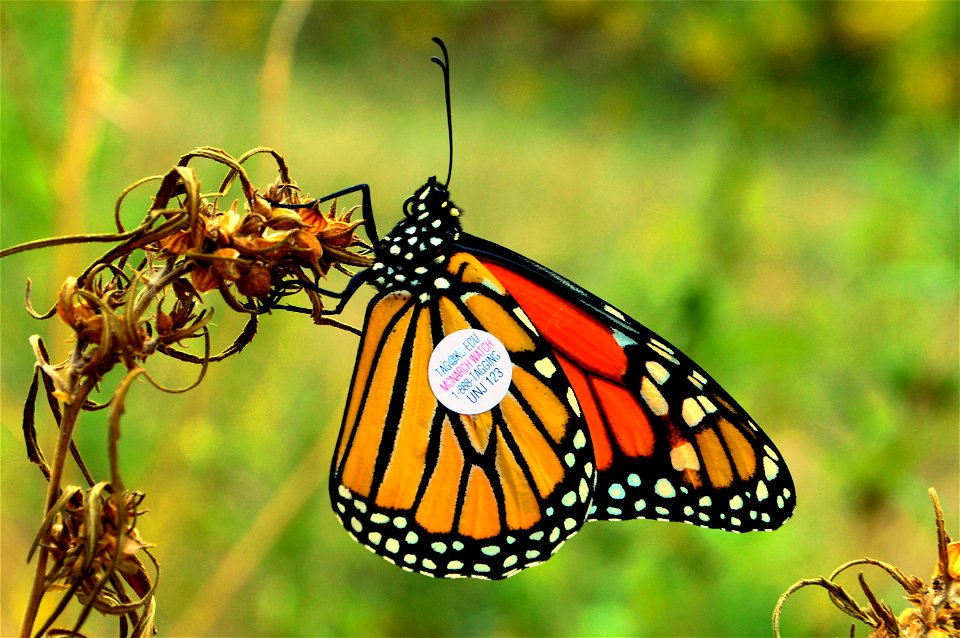 Monarch butterfly with tag in Kansas