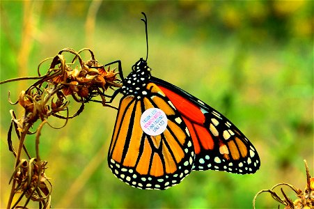Monarch butterfly with tag in Kansas photo