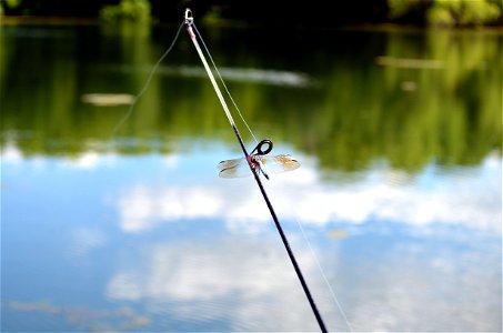 Blue dasher dragonfly fishing photo