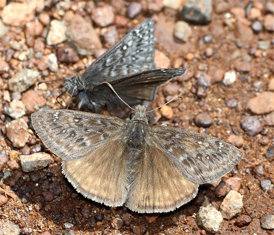 DUSKYWING, PROPERTIUS (Erynnis propertius) (04-24-2022) west of o'brian on lone mt rd at or mt botanical area, josephine co, or-02