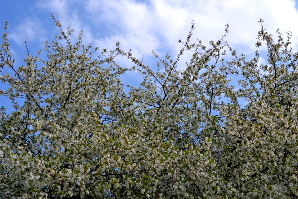 Spring ,April 2023