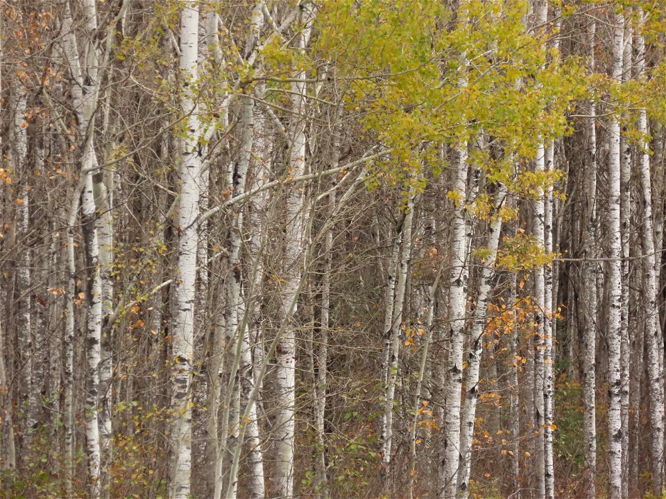 20221011-FS-Superior-SAR-004