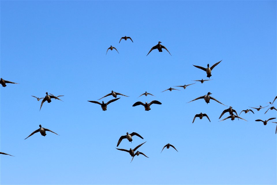 American Wigeon and Northern Pintails Lake Andes Wetland Management District South Dakota photo