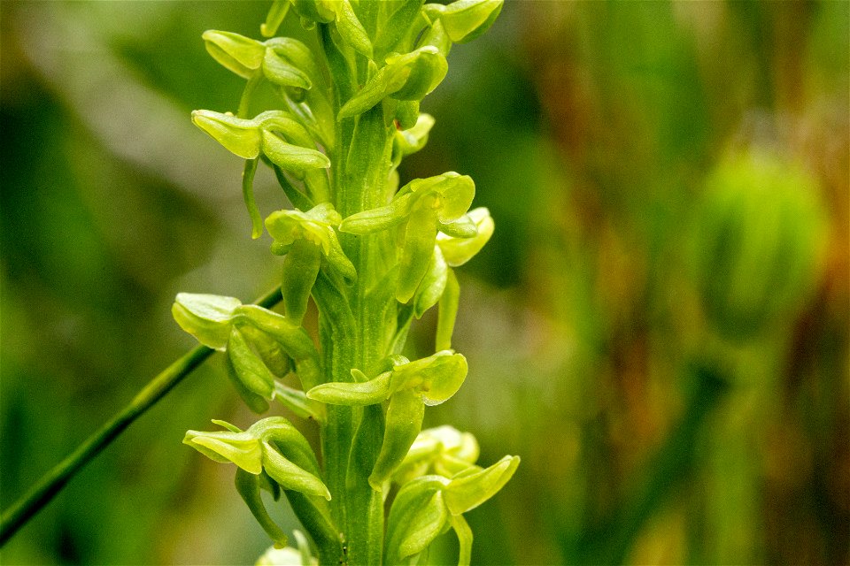 Platanthera purpurascens