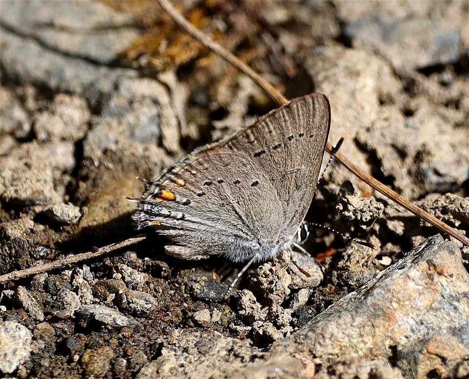 HAIRSTREAK, SYLVAN (Satyrium sylvinus) (08-30-2022) 5000 ft, bear basin meadow, six rivers nat forest, del norte co, ca -01