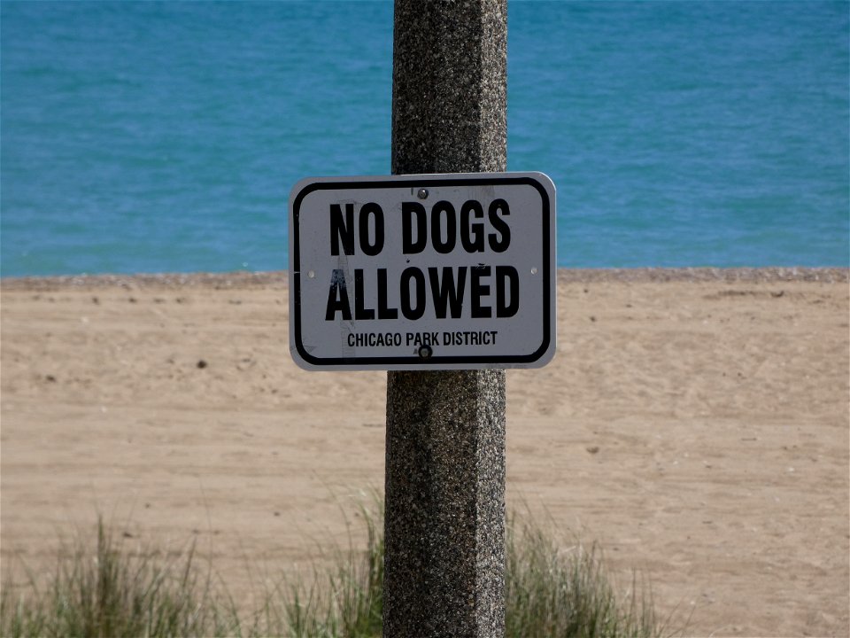 No Dogs Allowed photo