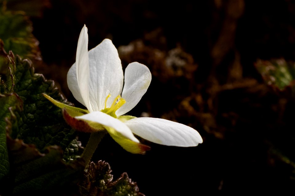 Cloudberry blossom