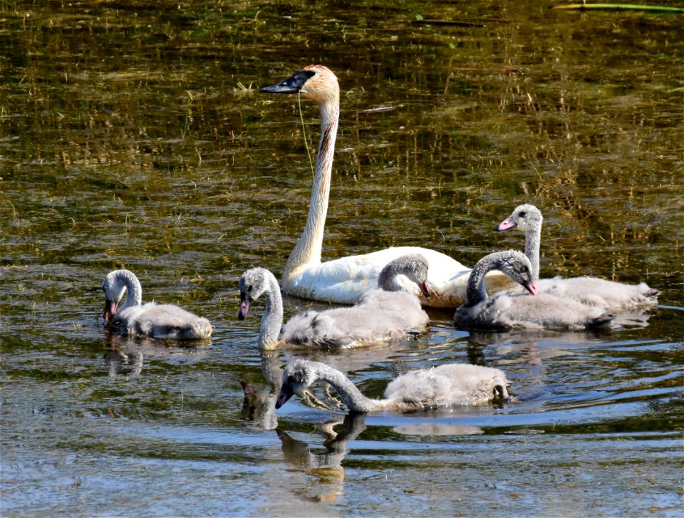 Trumpeter swan at Seedskadee National Wildlife Refuge