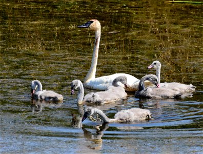 Trumpeter swan at Seedskadee National Wildlife Refuge photo