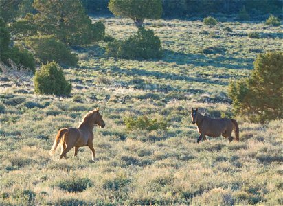 Wild Horses on the Buckhorn Byway photo