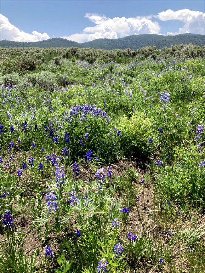 Wildflowers and sagebrush