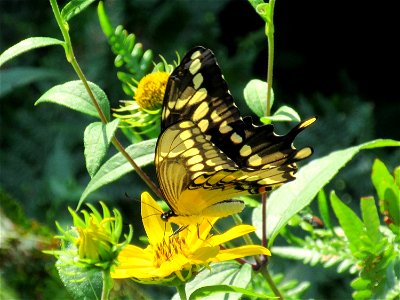Giant Swallowtail Butterfly photo