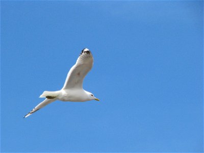 Gull in flight photo