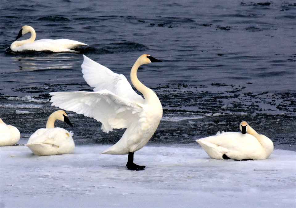 Trumpeter swan at Seedskadee National Wildlife Refuge