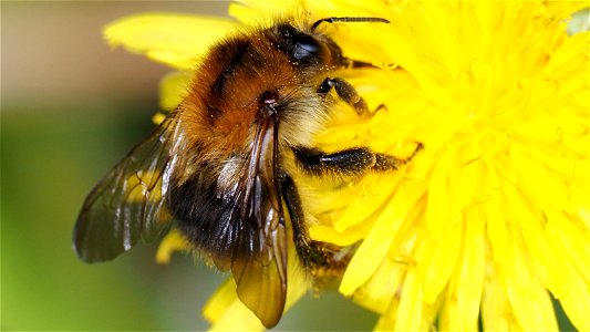 Bombus pascuorum (Ackerhummel, dunkle Variante) - Königin auf Löwenzahnblüte