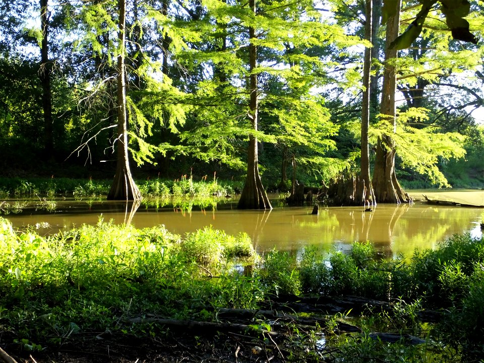 Battleshell Lake, Mingo National Wildlife Refuge
