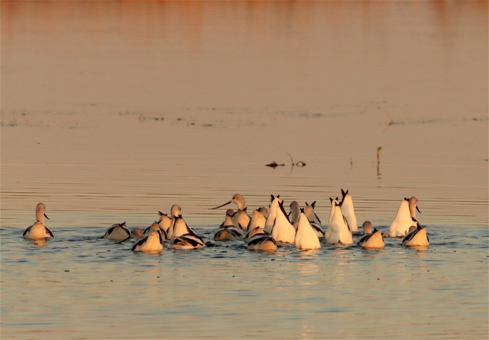 Fall Plumage American Avocets Huron Wetland Management District